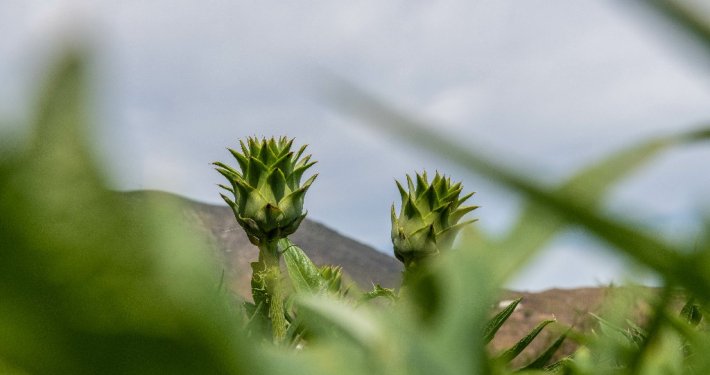 αγρια-24-710x375